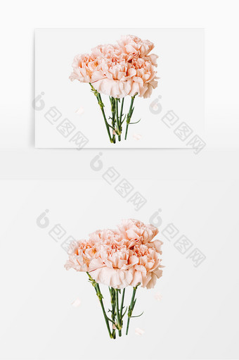 感恩节康乃馨粉色实物花朵元素图片