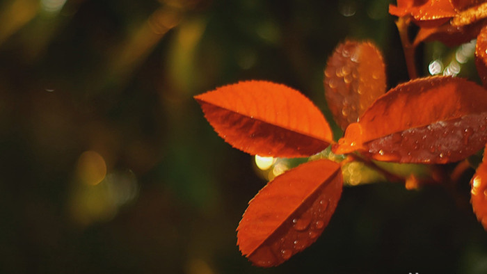 夜晚暖色调雨天树叶水滴滴落实拍视频素材