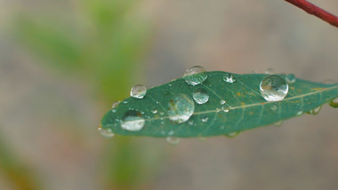 温暖治愈微距拍摄雨后植物叶水珠实拍视频
