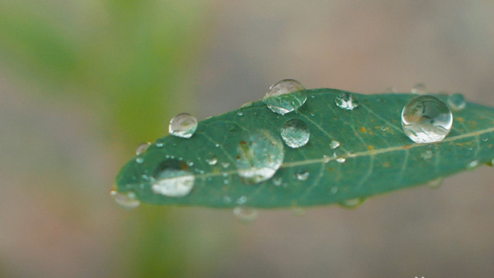 温暖治愈微距拍摄雨后植物叶水珠实拍视频