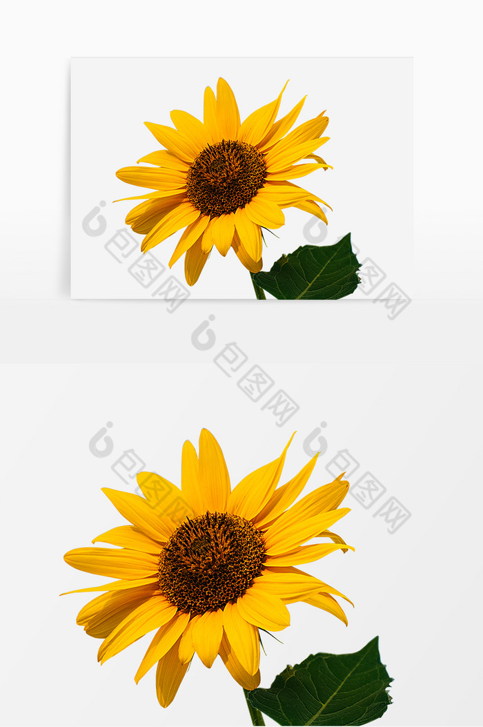 花朵类向日葵写实图片图片