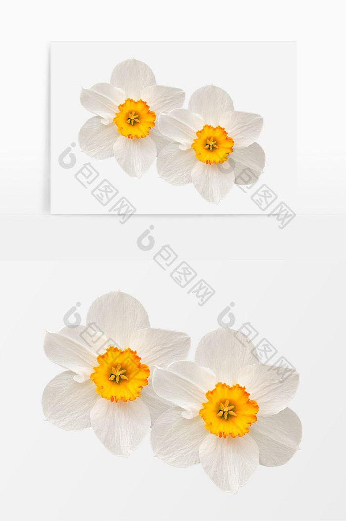 花朵小白花写实元素