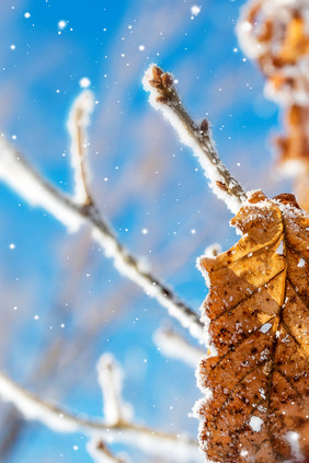 雪景合成冰雪落叶背景