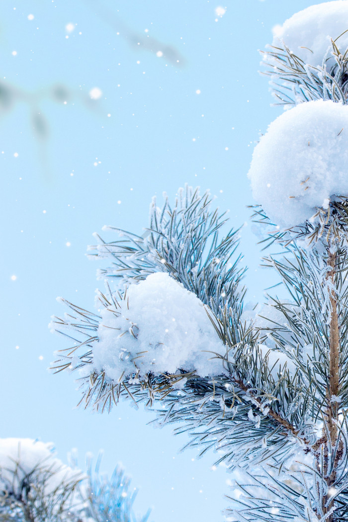 寒冷冬季雪景雪松树图片