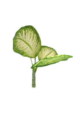 植物类绿叶图片