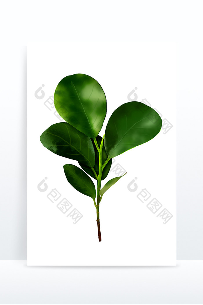 写实植物叶子图片图片