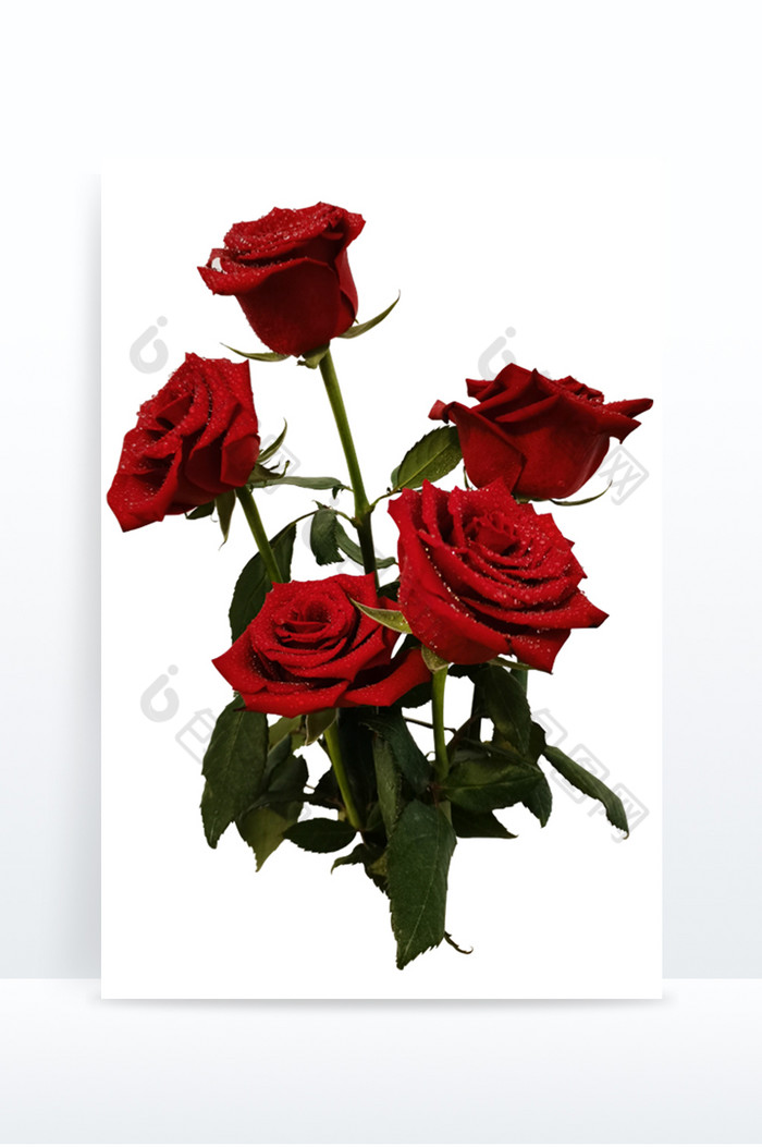 写实花卉红玫瑰花鲜花真实花朵图片图片
