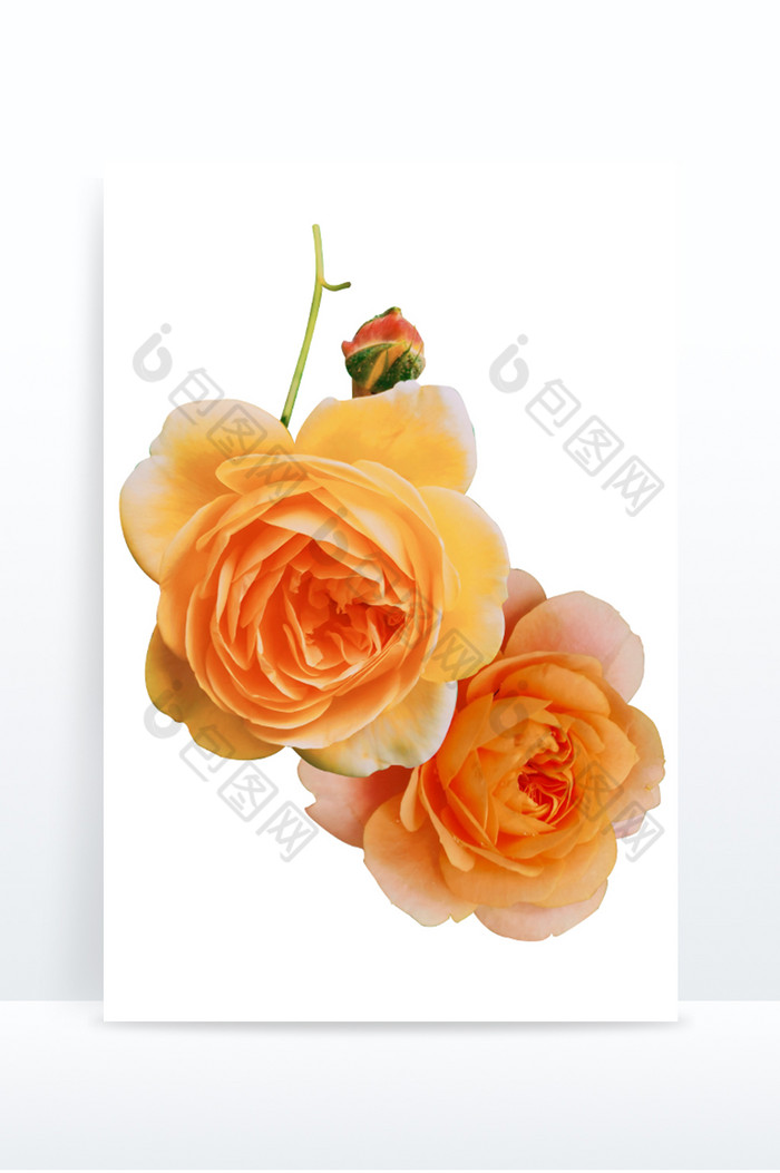 写实花卉橘色蔷薇花鲜花新鲜真实花朵图片图片