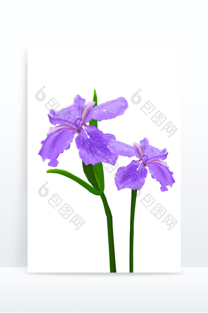 手绘写实紫色鸢尾花花朵