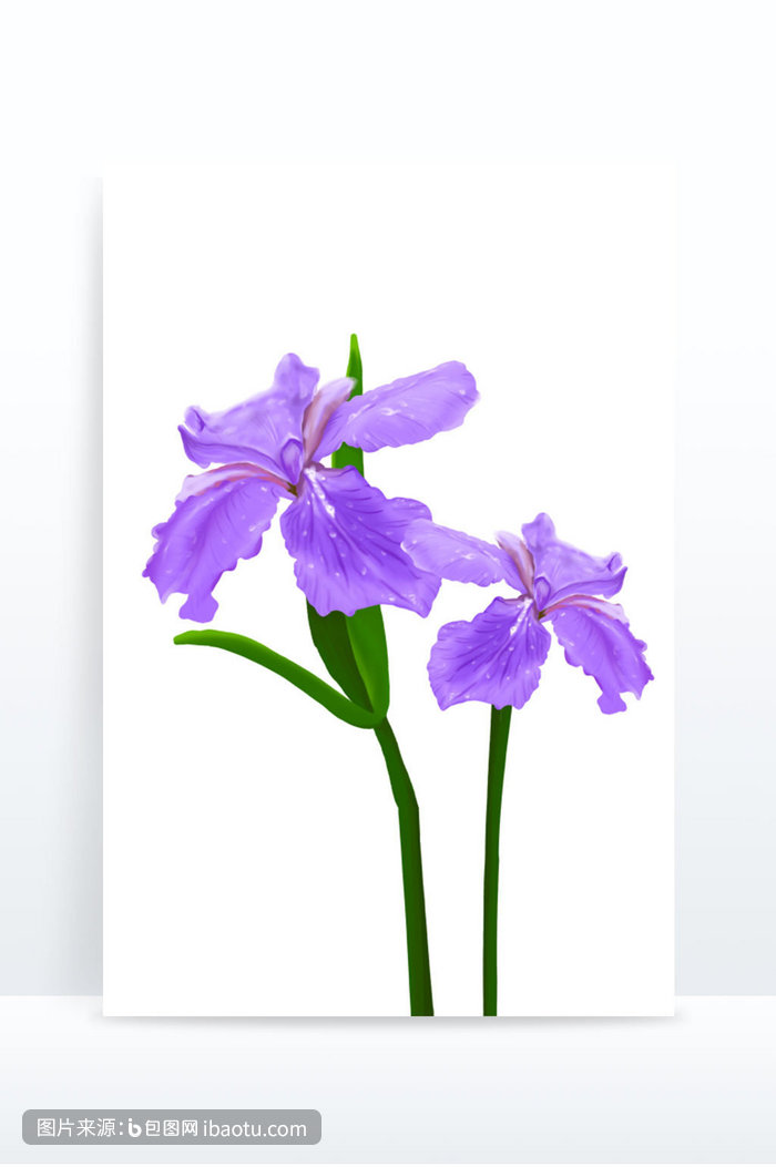 手绘写实紫色鸢尾花花朵,包图网,图片,素材,模板,免费