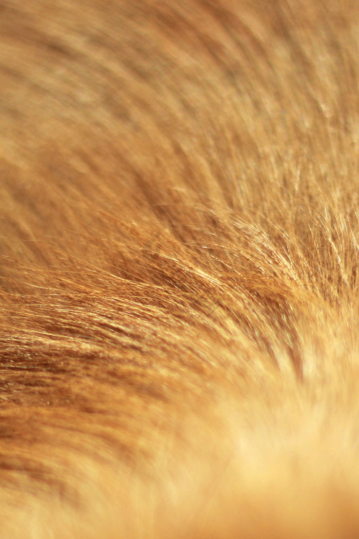 金毛狗毛动物肌理纹理图片