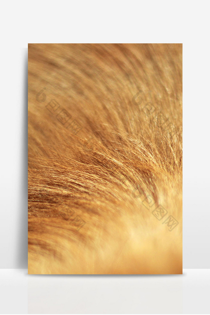 金毛狗毛动物肌理纹理图片图片