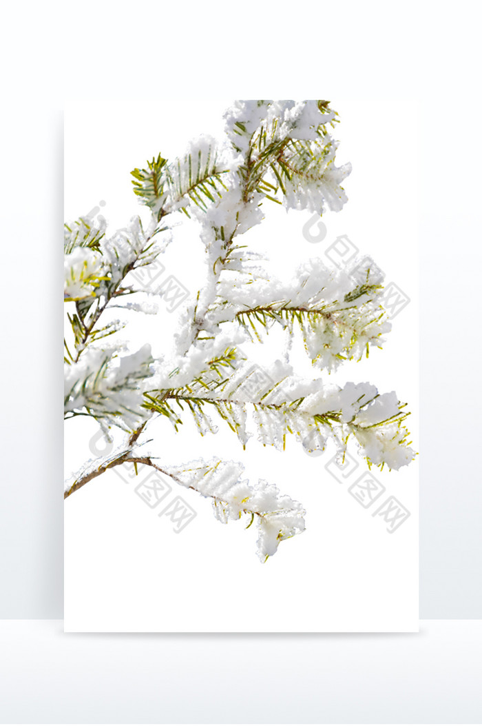 二十四节气大雪松树枝积雪图片图片