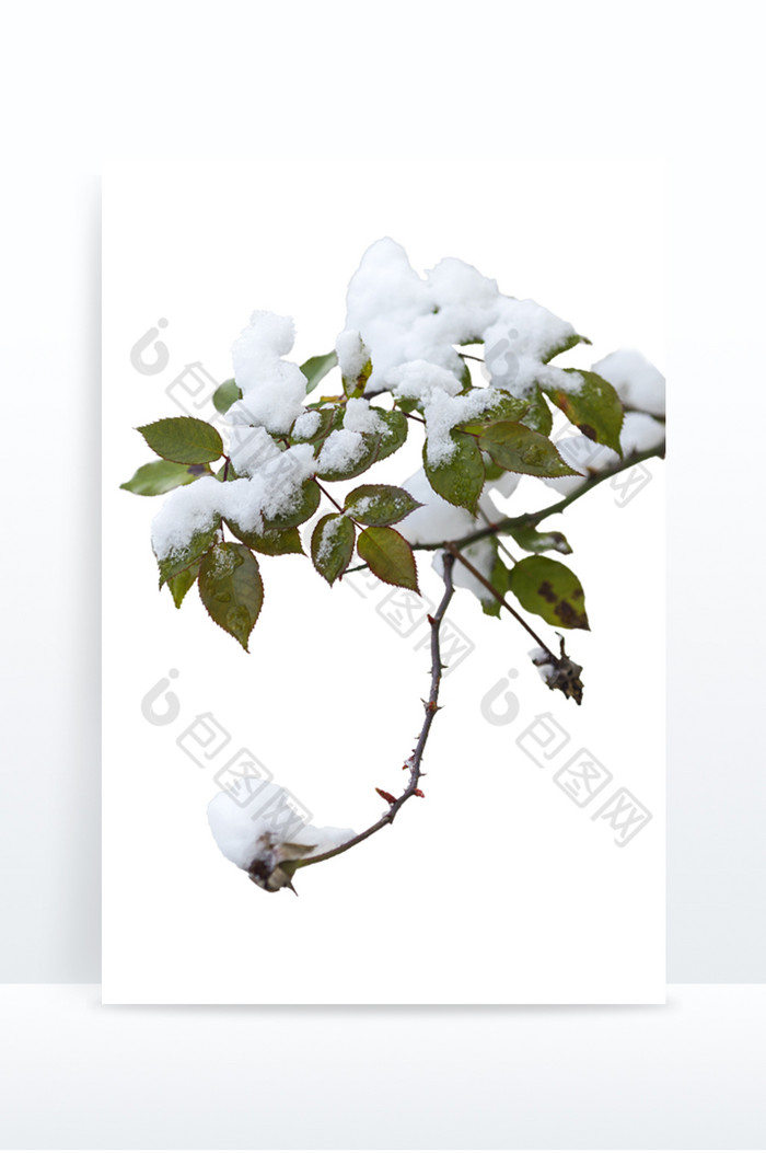 二十四节气大雪树枝堆满积雪树叶枝干图片图片