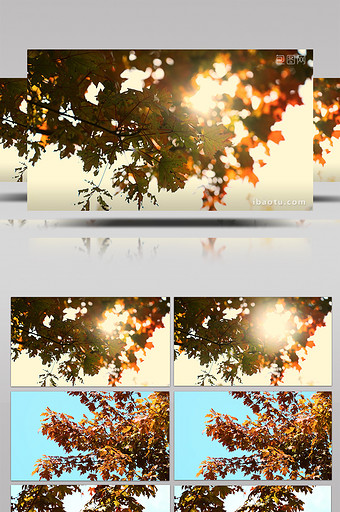自然风景唯美黄色枫叶树叶空镜秋天风景实拍图片