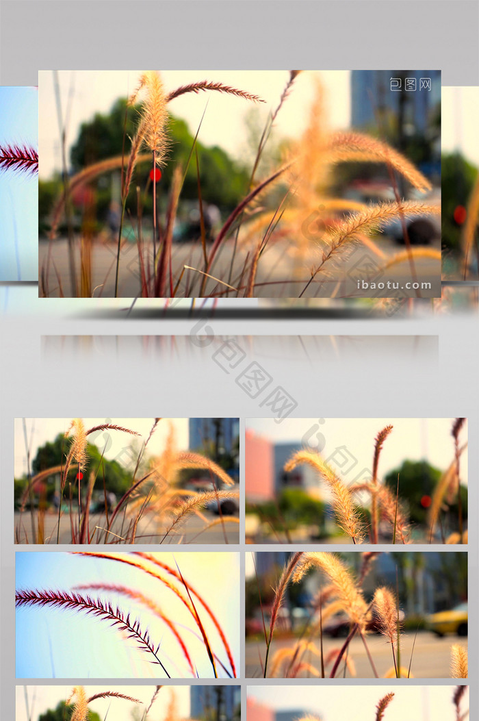 自然风景温暖治愈唯美芦苇草4K实拍素材视