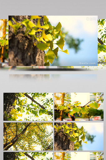自然风景治愈温暖秋天风景唯美银杏树叶4K图片