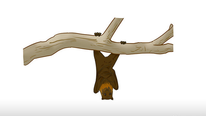 易用mg动画写实类动物类倒挂在树上的蝙蝠