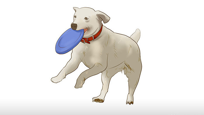 易用mg动画写实类动物类叼飞盘的狗