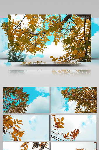 治愈秋天枯黄树叶随风飘动蓝天白云实拍视频图片