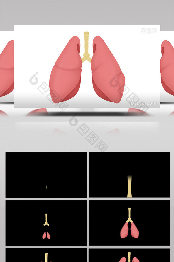 易用写实类mg动画医疗类人体器官肺