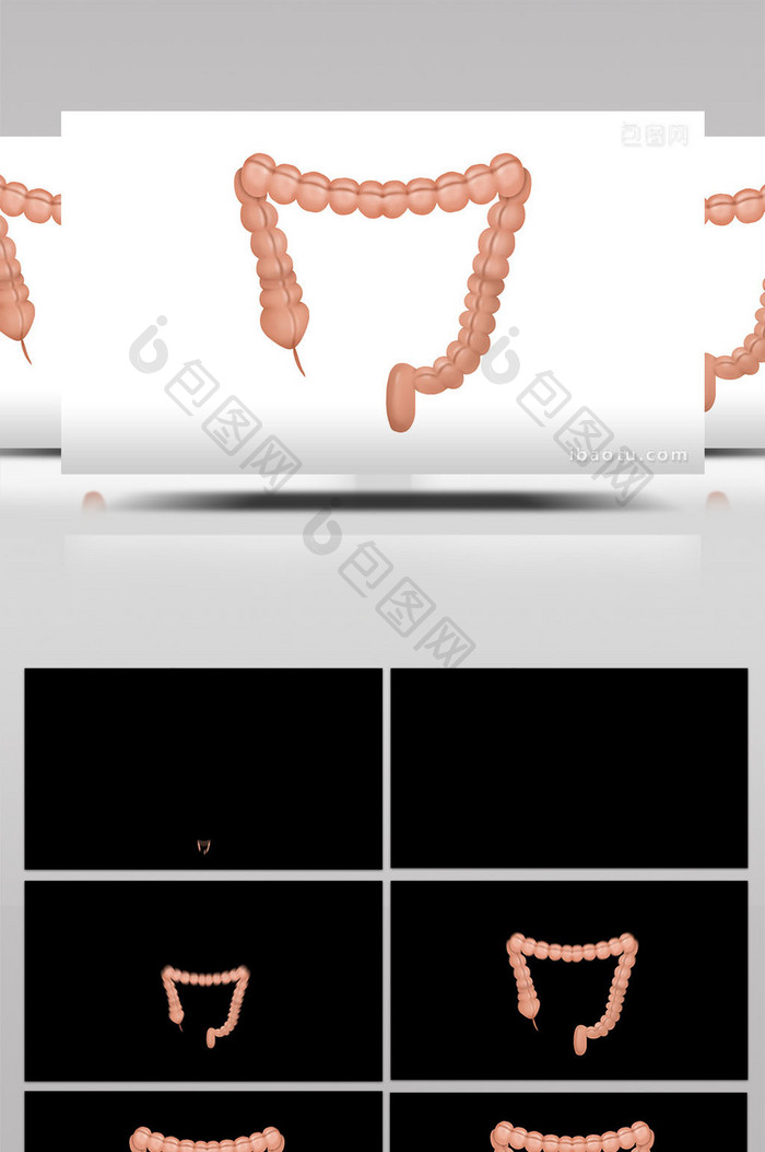 易用写实类mg动画医疗类人体器官结肠