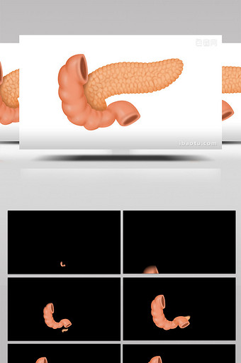 易用写实类mg动画医疗类人体器官胰腺图片