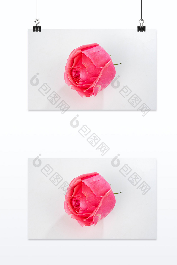 植物玫瑰花朵图片图片