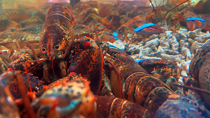 海鲜市场鲜活波士顿龙虾4k实拍