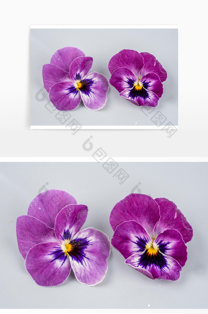 唯美鲜花花朵紫色三色堇
