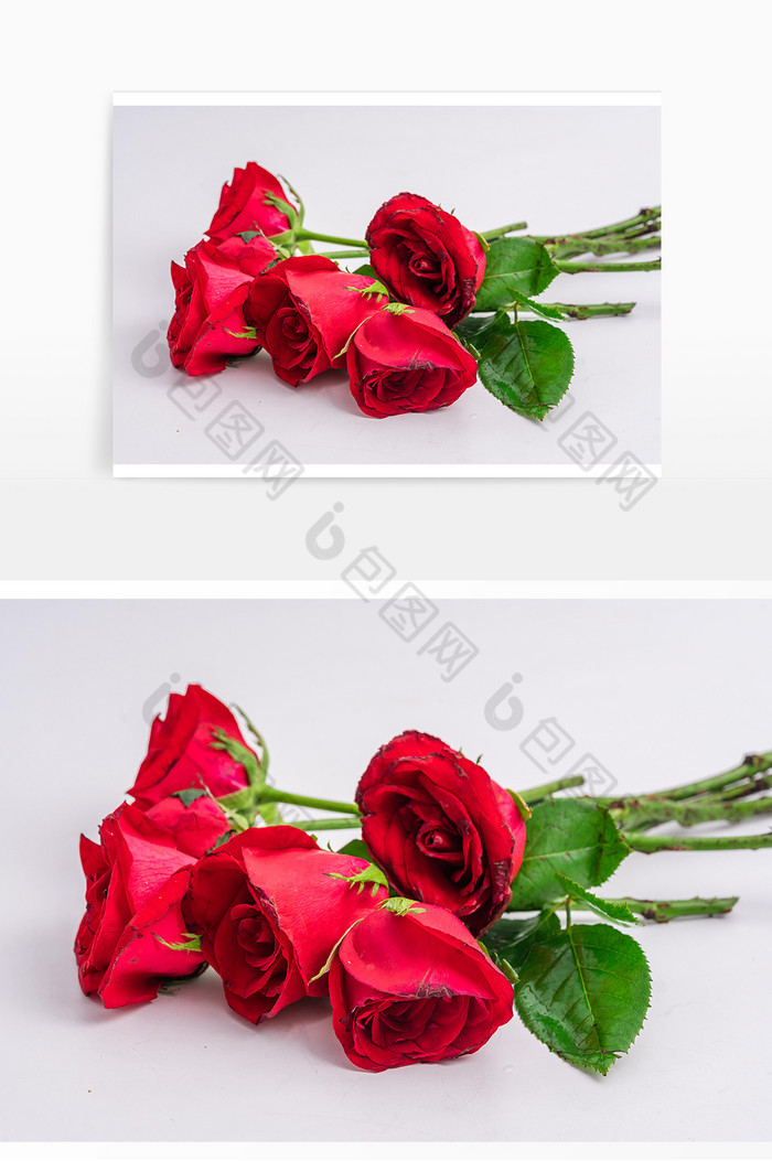 鲜花花朵红玫瑰图片图片