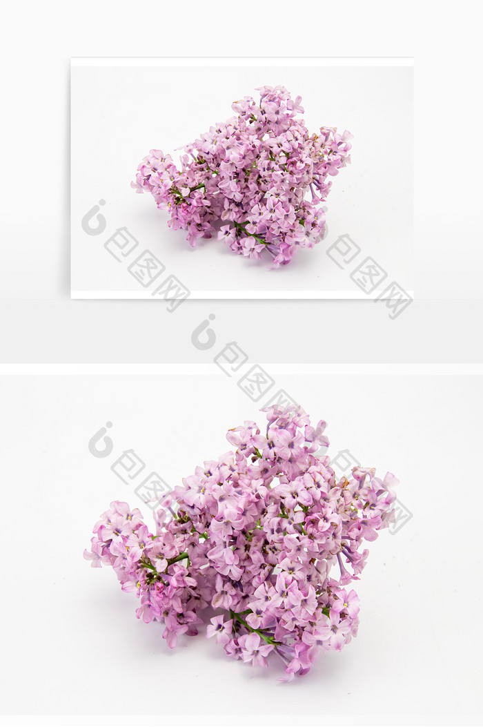 小清新花束紫丁香花