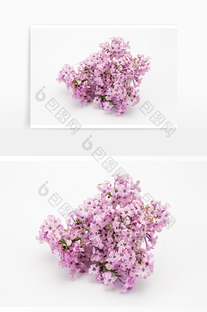 花束紫丁香花图片图片
