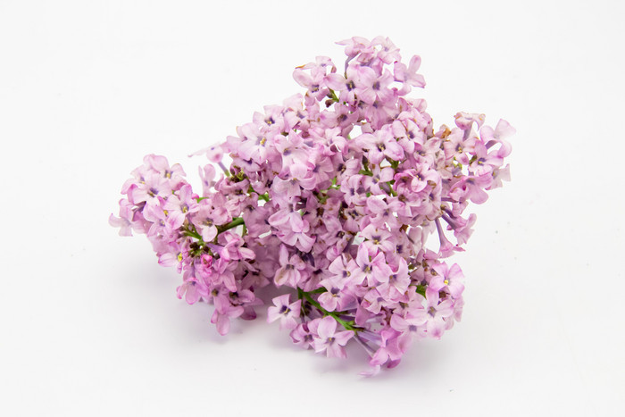 花束紫丁香花图片