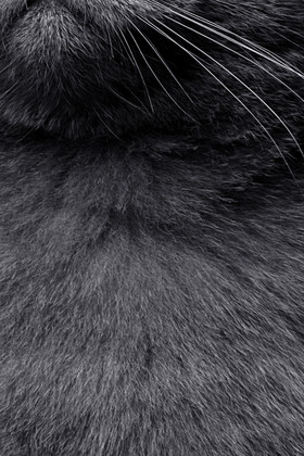黑色蓝猫猫咪毛发动物毛发背景图片