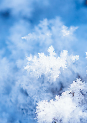 冰花纷雪思故人背景