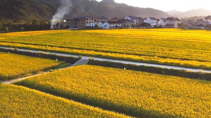 稻田浙江农村金色稻田航拍