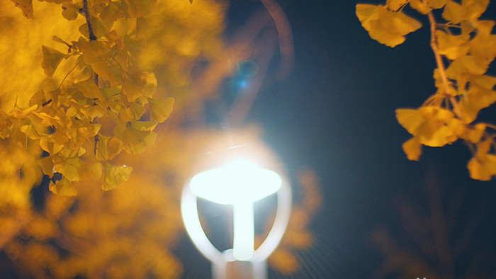 秋天夜晚温暖路灯下红叶落叶实拍视频素材