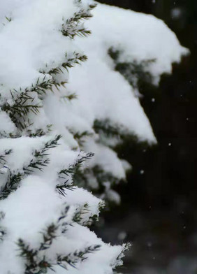 冬天的第一场大雪