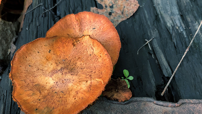 自然朽木上生长野生蘑菇菌菇4K实拍