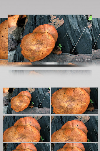 自然朽木上生长野生蘑菇菌菇4K实拍图片