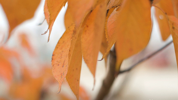 温暖治愈秋天红叶落叶实拍视频素材