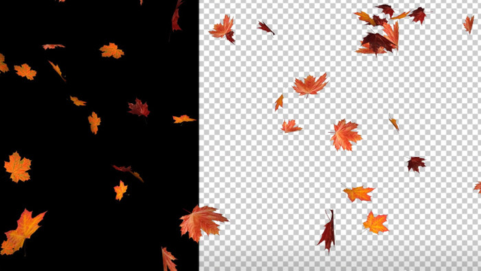 秋天枫叶掉落动画透明通道4K视频素材