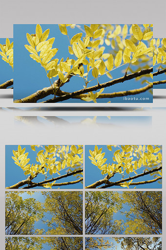 自然唯美秋天黄色树叶树林植物空镜实拍图片