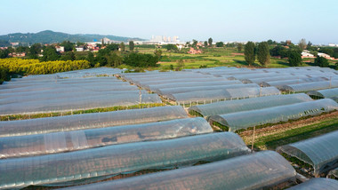 大气农业蔬菜水果大棚种植农业经济航拍