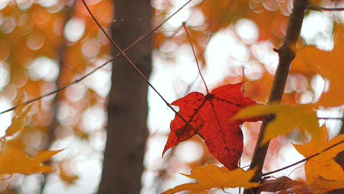 温暖治愈秋天风吹动红叶五角枫叶实拍视频