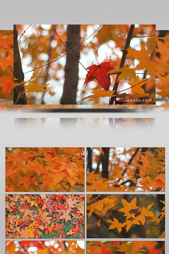 温暖治愈秋天风吹动红叶五角枫叶实拍视频图片