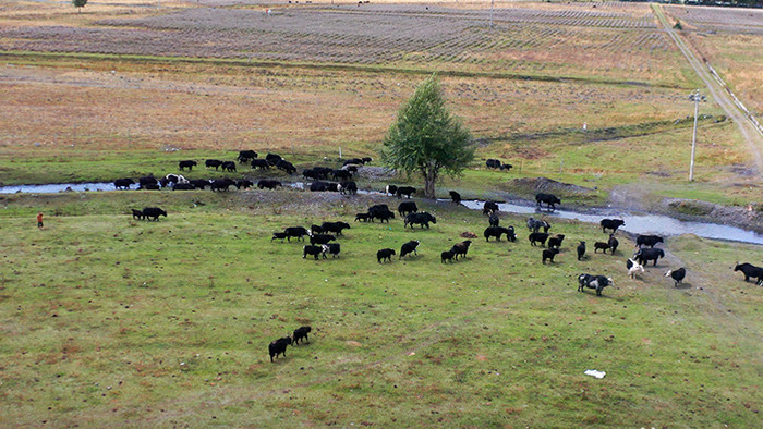自然航拍甘孜草坪上的牛群实拍视频4K