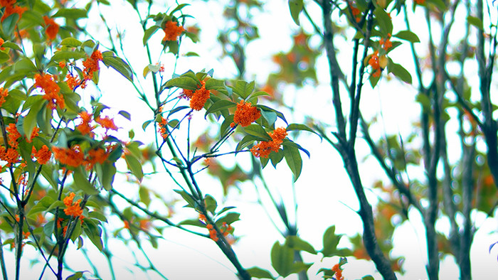自然实拍树枝上盛开的桂花实拍视频4K
