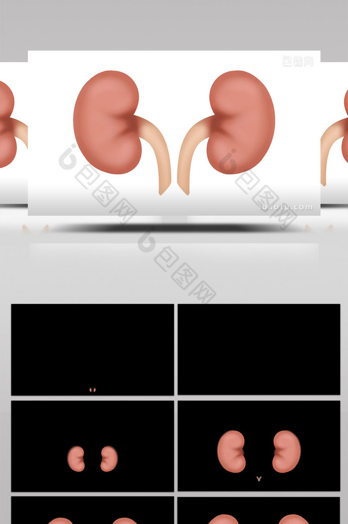 易用写实类mg动画医疗类人体器官肾脏